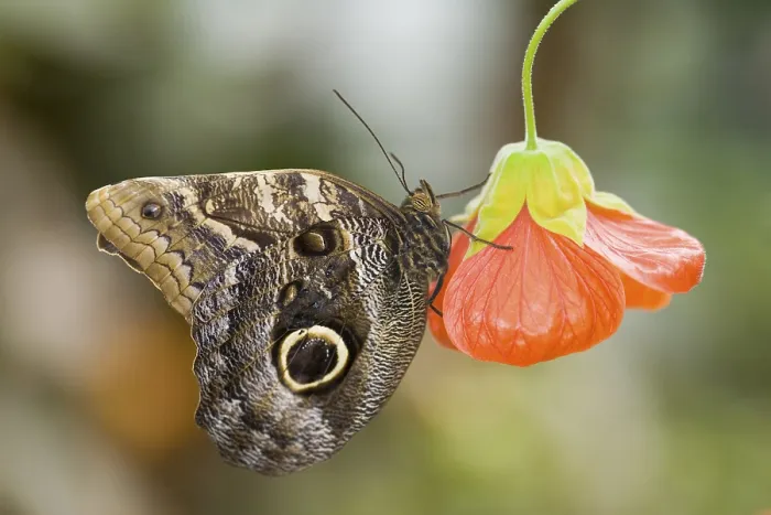 Framed Print : Owl Butterfly (Caligo eurilochus)