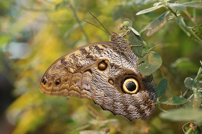 Framed Print : Owl (Caligo memnon), found in South America Framed Print : Owl (Caligo memnon), found in South America