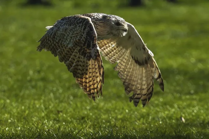 Framed Print : An owl flies close to the ground over a green meadow in daylight Framed Print : An owl flies close to the ground over a green meadow in daylight