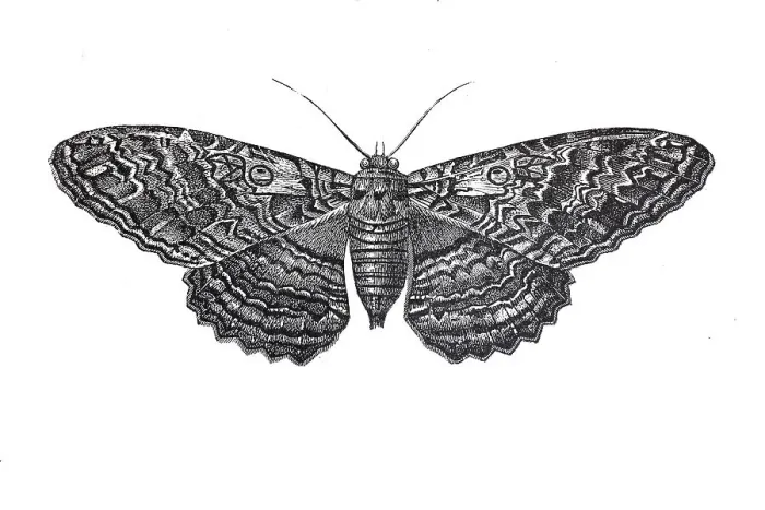 Framed Print : Owl moth, butterfly, earless owl (strix)
