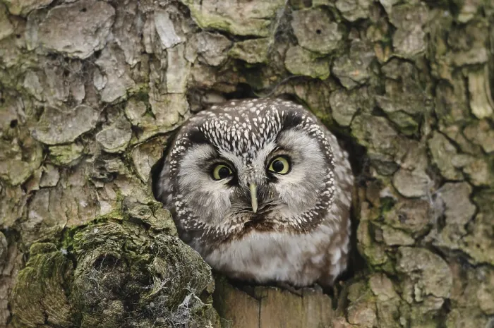 Framed Print : An owl sitting in a tree hollow Framed Print : An owl sitting in a tree hollow