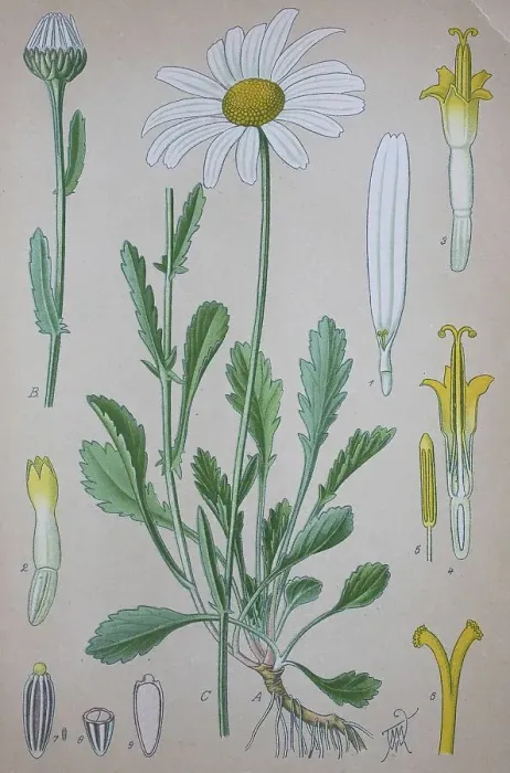 Framed Print : Ox-eye daisy (Leucanthemum vulgare) Framed Print : Ox-eye daisy (Leucanthemum vulgare)