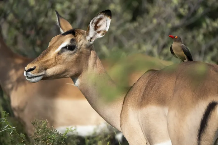Framed Print : Oxpecker chopper on Impala, Gauteng