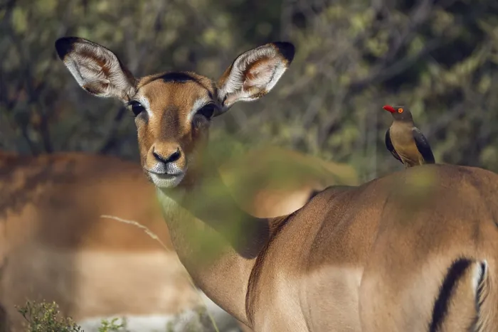Framed Print : Oxpecker chopper on Impala, Gauteng