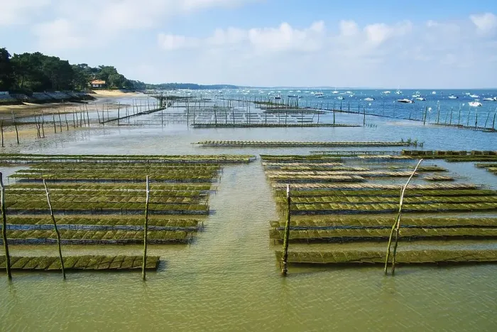 Framed Print : Oyster beds at low tide in the Arcachon basin Framed Print : Oyster beds at low tide in the Arcachon basin