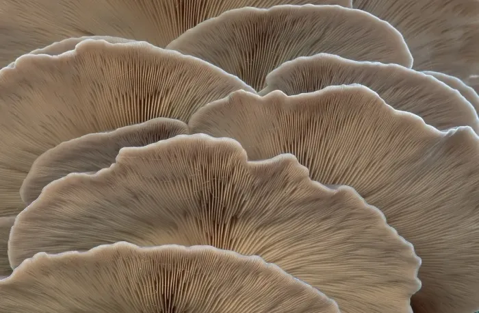 Framed Print : Oyster mushroom (Pleurotus ostreatus)