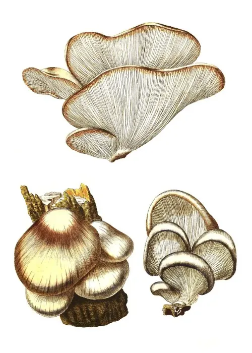 Framed Print : Oyster mushroom (Pleurotus ostreatus) or oyster mushroom