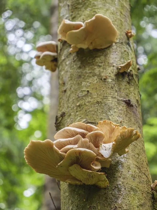 Framed Print : Oyster Mushrooms (Pleurotus pulmonarius) growing on the trunk of an alder tree