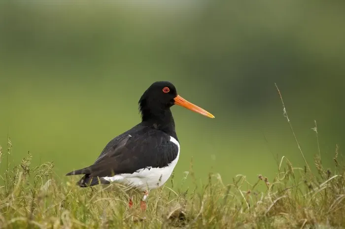 Framed Print : Oystercatcher (Haematopus ostralegus) Framed Print : Oystercatcher (Haematopus ostralegus)