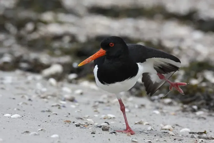 Framed Print : Oystercatcher (Haematopus ostralegus) Framed Print : Oystercatcher (Haematopus ostralegus)