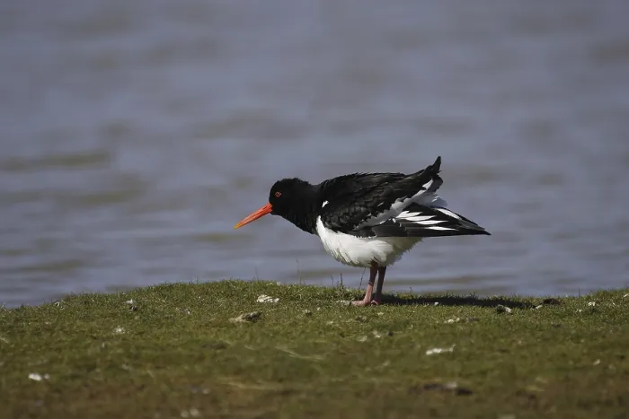 Framed Print : Oystercatcher (Haematopus ostralegus) Framed Print : Oystercatcher (Haematopus ostralegus)