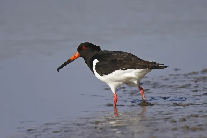 Framed Print : Oystercatcher, Haematopus ostralegus Framed Print : Oystercatcher, Haematopus ostralegus