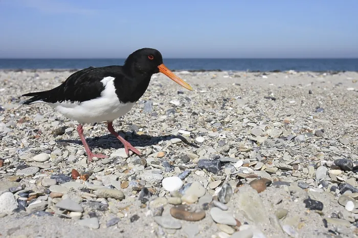 Framed Print : Oystercatcher( Haematopus ostralegus )