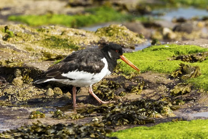 Framed Print : Oystercatcher (Haematopus ostralegus)