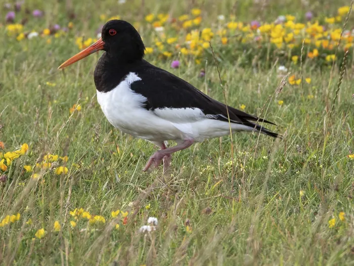 Framed Print : The oystercatcher (Haematopus ostralegus)