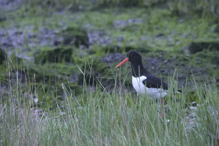 Framed Print : Oystercatcher (Haematopus ostralegus)