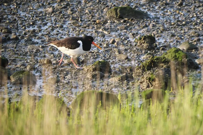 Framed Print : Oystercatcher (Haematopus ostralegus) Framed Print : Oystercatcher (Haematopus ostralegus)
