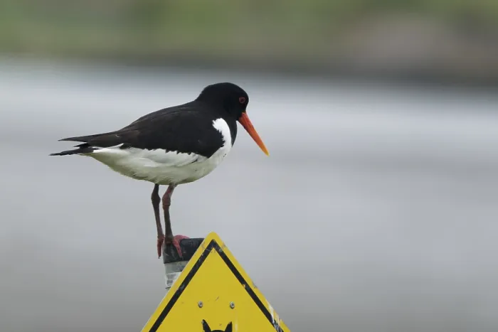 Framed Print : Oystercatcher (Haematopus ostralegus)