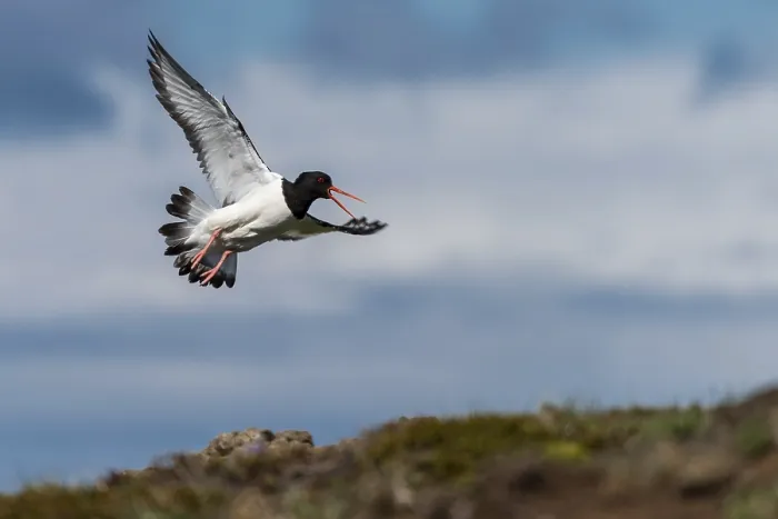 Framed Print : Oystercatcher (Haematopus ostralegus) in flight Framed Print : Oystercatcher (Haematopus ostralegus) in flight