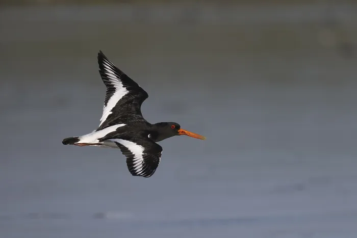 Framed Print : Oystercatcher (Haematopus ostralegus) in flight