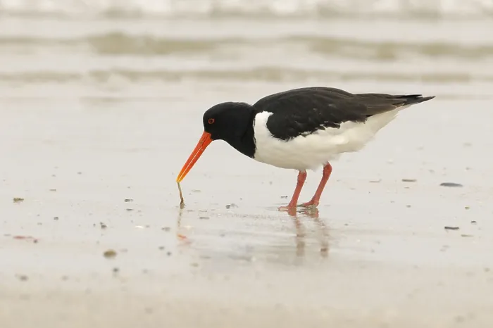 Framed Print : Oystercatcher, Heligoland, Schleswig-Holstein