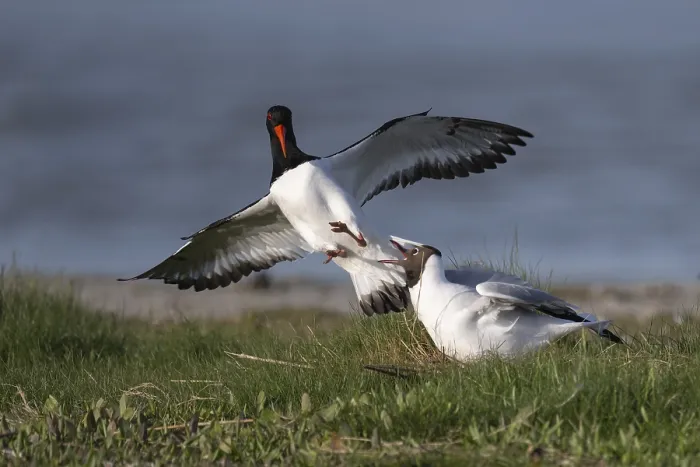 Framed Print : Oystercatcher quarrels with black-headed gull