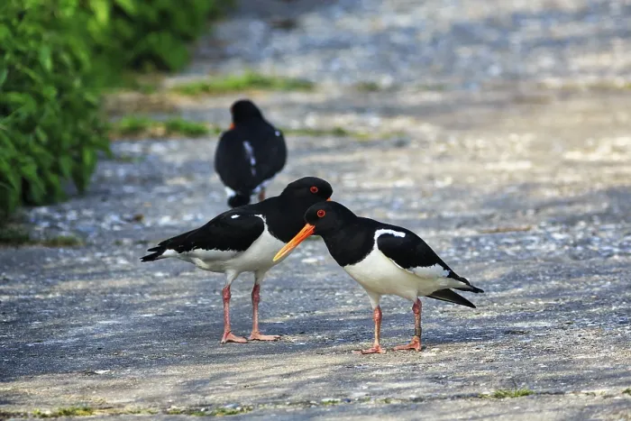 Framed Print : Three oystercatchers (Haematopus ostralegus)