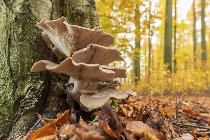 Framed Print : Oysterseitlinge (Pleurotus ostreatus) on tree trunk