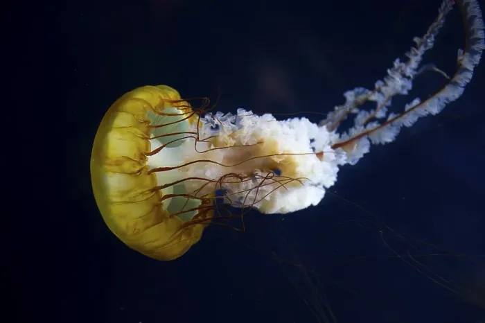 Framed Print : Pacific compass jellyfish (Chrysaora fuscescens)