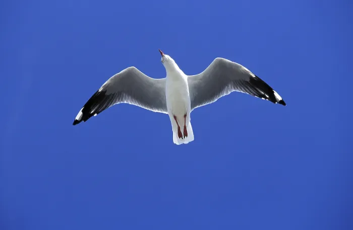 Framed Print : Pacific gull (larus pacificus)