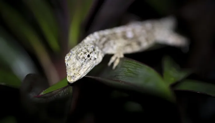Framed Print : Pacific Lichen Anolis (Adolis charlesmyersi)