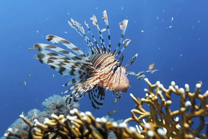 Framed Print : Pacific Lionfish (Pterois volitans) Framed Print : Pacific Lionfish (Pterois volitans)