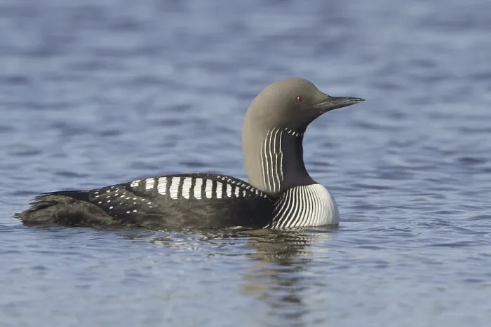 Framed Print : Pacific Loon (Gavia pacifica), Manitoba Framed Print : Pacific Loon (Gavia pacifica), Manitoba