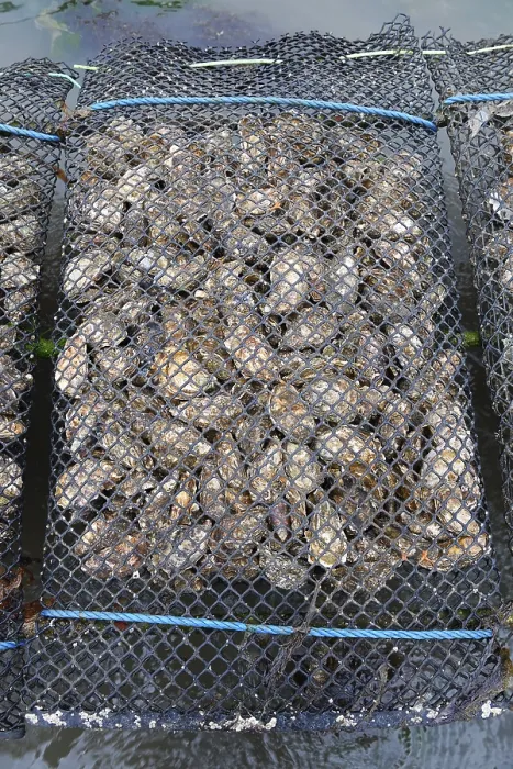 Framed Print : Pacific oyster (Crassostrea gigas)