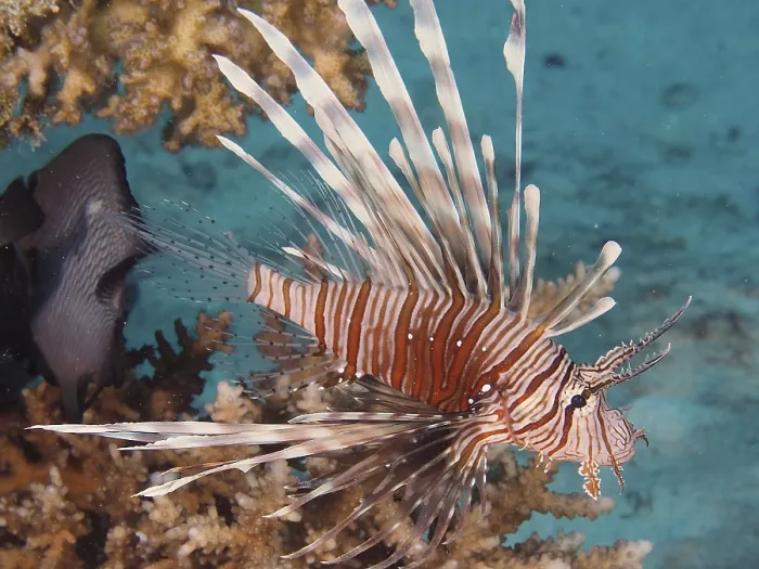 Framed Print : Pacific red lionfish (Pterois volitans)