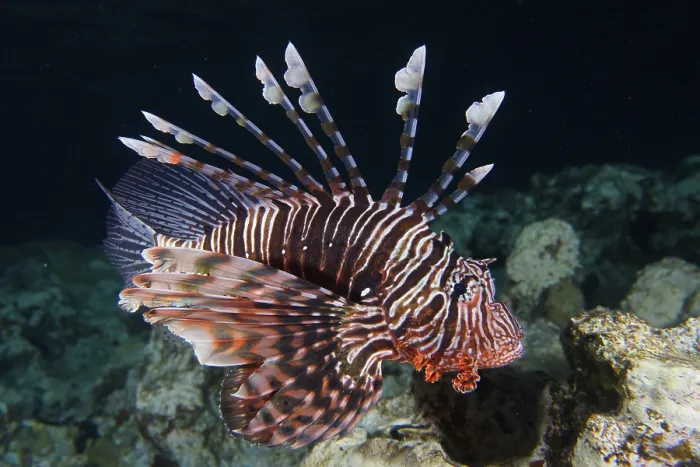 Framed Print : Pacific red lionfish (Pterois volitans) at night Framed Print : Pacific red lionfish (Pterois volitans) at night