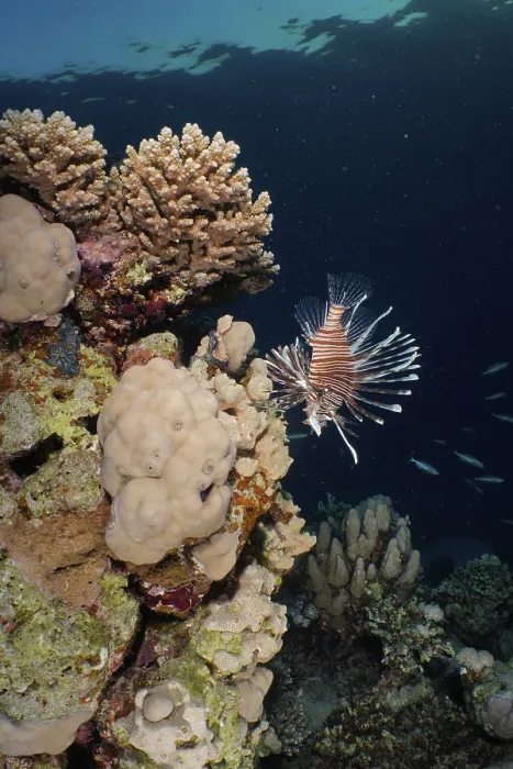Framed Print : Pacific red lionfish (Pterois volitans) and stony corals in the evening light