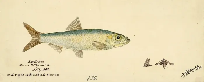 Framed Print : Pacific Sardine, Sardinops sagax, Sardinops neopilchardus, Sardinops, Fish, Reproduction of an original, by Frank Edward Clarke (b. 1849, d. 1899), ichthyologist and scientific draughtsman