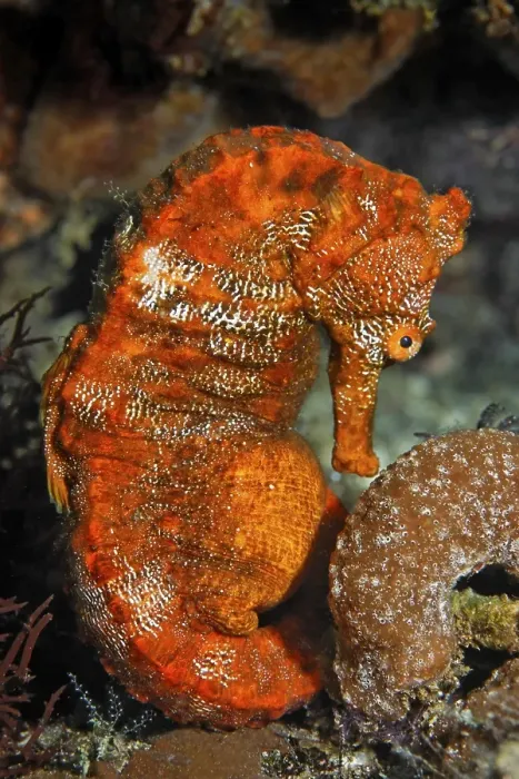 Framed Print : Pacific seahorse (Hippocampus ingens) and a small sponge Framed Print : Pacific seahorse (Hippocampus ingens) and a small sponge