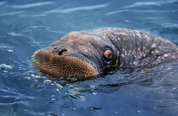 Framed Print : Pacific walrus (Odobenus rosmarus divergens)