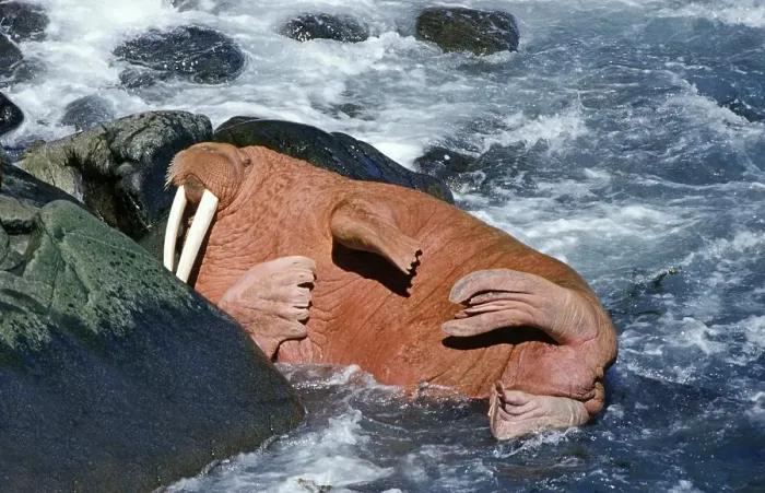 Framed Print : Pacific walrus (Odobenus rosmarus divergens)