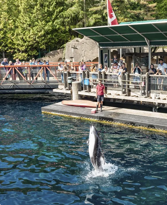 Framed Print : Pacific white-sided dolphin (Lagenorhynchus obliquidens) jumps out of the water at a dolphin show Framed Print : Pacific white-sided dolphin (Lagenorhynchus obliquidens) jumps out of the water at a dolphin show