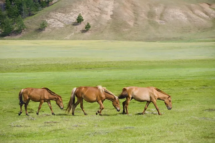 Framed Print : Three pacing horses grazing at green pasture Framed Print : Three pacing horses grazing at green pasture