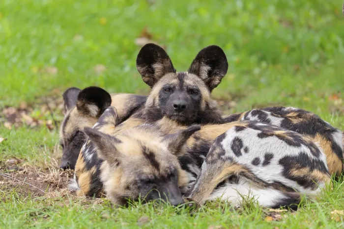 Framed Print : A pack of 4 African Wild Dogs, Lycaon pictus Framed Print : A pack of 4 African Wild Dogs, Lycaon pictus