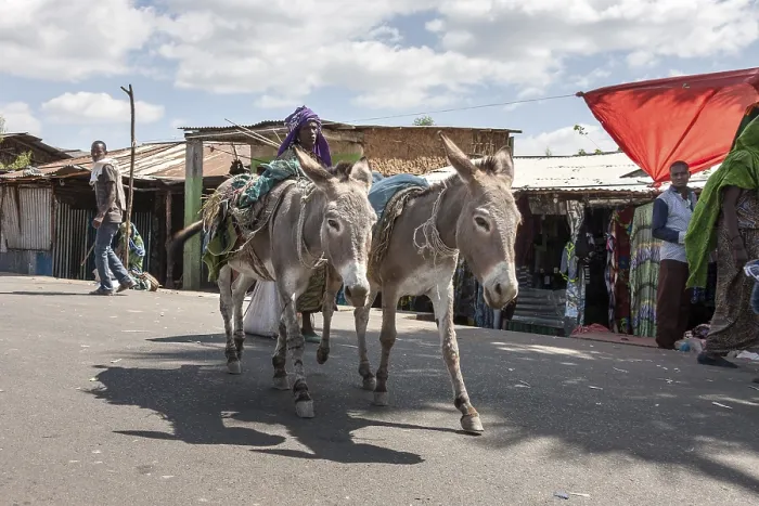 Framed Print : Pack donkey, Asebe Teferi, Oromia, Ethiopia