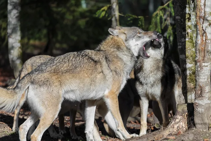 Framed Print : A pack of Eurasian grey wolves (Canis lupus lupus) stand at the edge of the forest