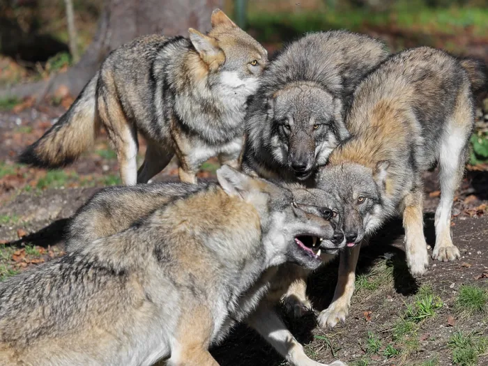 Framed Print : A pack of Eurasian grey wolves (Canis lupus lupus) stand at the edge of the forest Framed Print : A pack of Eurasian grey wolves (Canis lupus lupus) stand at the edge of the forest