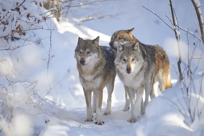 Framed Print : Pack of Eurasian wolfs (Canis lupus lupus) in a snowy winter day Framed Print : Pack of Eurasian wolfs (Canis lupus lupus) in a snowy winter day