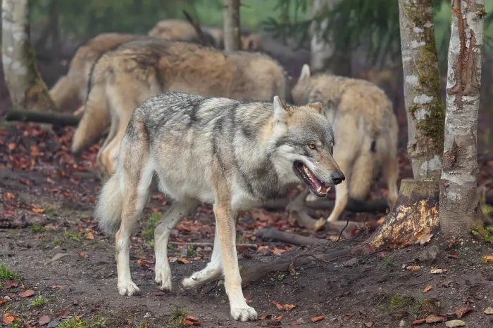 Framed Print : A pack of grey wolves (Canis lupus lupus) run along the edge of a forest on an overcast day