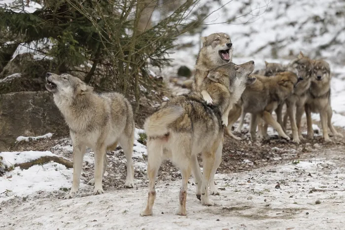 Framed Print : A pack of grey wolves (Canis lupus lupus) stands howling on a snow-covered meadow on a cold Framed Print : A pack of grey wolves (Canis lupus lupus) stands howling on a snow-covered meadow on a cold
